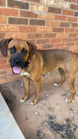Boxer mix 1
