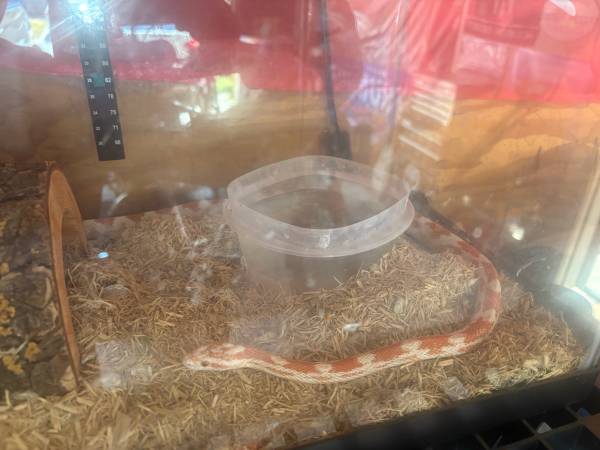 Corn Snake and Enclosure (Oakley)63861462684929121