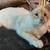 Cats & Kittens - FREE to GOOD homes! 3 thumbnail
