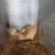 Rabbits  mini rex bunnies $20 each 2 thumbnail
