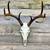 Skull Mounts, Deer, Hogs, Exotics, and More. Greater Houston Area 16 thumbnail