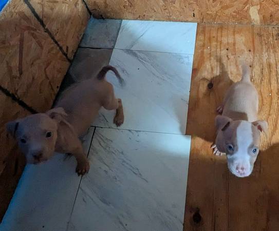 Cachorros de American Pit Bull Terrier572672272520990721