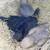 Indian Ringnecks Available 4 thumbnail