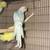 Ringnecks 4 thumbnail