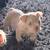 American Bully Pups 10 thumbnail