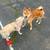 Shiba inu mixed with kokoni puppies 6 thumbnail