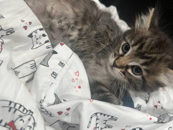 Kittens (Bronx)64294332228099120