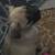 Chug Puppies Chihuahua/Pug Mix 7 thumbnail
