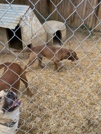 Pitbulls (Elizabethton)63968813046786122