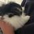 Lion Head Male Rabbit 1 thumbnail