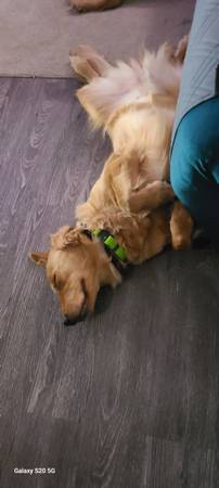 Golden retriever (Essex)64051581821185120
