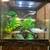 Bioactive Tanks 2 thumbnail