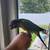 Hand fed conure 10 thumbnail