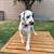 Dalmatian puppy rehoming 8 thumbnail