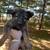 Full blooded not papered German shepherd puppies 12 thumbnail