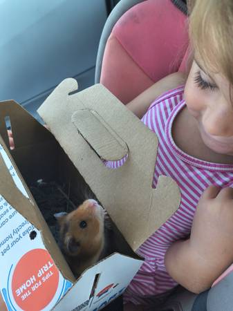 Hamster teddy bear with cage (Salisbury)63872576403075121