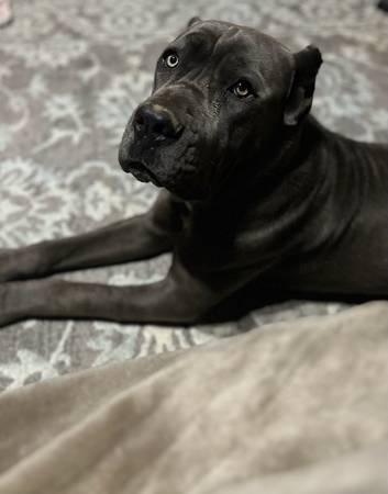 Franko Cane Corso Stud63914315273987122