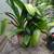 Mature Clivia plants 5 thumbnail