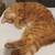 Free Orange tabby female cat 5 thumbnail