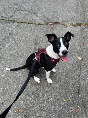 Hembra de 9 meses (Hanson)63818401559683120