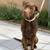 2 dogs in desperate need of new home. Corso and lab mix 1 thumbnail