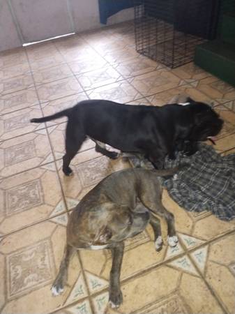 Pitt/ bullie (Ocala)63687900828035121
