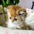 Beutifull Scottish Fold Kitten looking  for a new home 2 thumbnail