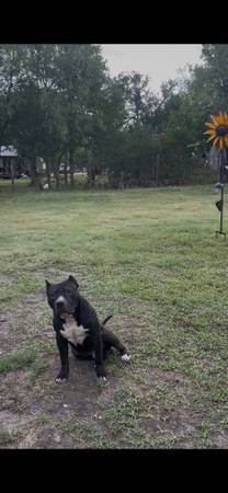 Black bully (Austin)63975349732611122