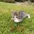 Mousers 4 thumbnail