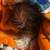 Special Needs Shih Tzu Puppy 1 thumbnail