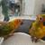 Young sun conures 1 thumbnail