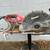 Concrete/steel saw 1 thumbnail
