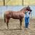 AQHA Weanling Stallion- World Champion Bloodlines - Money Earner 4 thumbnail