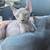 Elf Sphynx 4 thumbnail