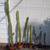 Plants--Houseplants--7 Large, old column cactus plants--1 owner 9 thumbnail