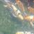 Jumbo koi 11 thumbnail