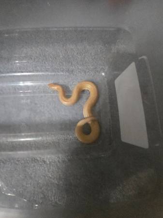 Corn snake and enclosure and sand boa with enclosure63670857323649122