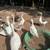4 young geese 2 thumbnail