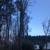 Torres Tree Service 10 thumbnail