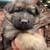 German shepherd pups 3 thumbnail