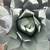 Cactus plant; Large and small Agave Parryi Truncata 1 thumbnail