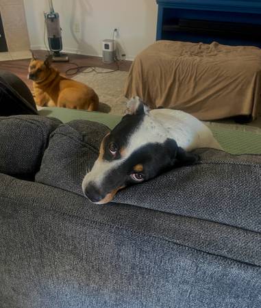 rehoming fee -$65 obo (las vegas)63860291507843122