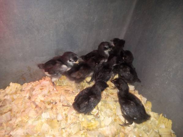 Jersey giant chicks 1