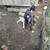Dwarf goat and kids 3 thumbnail