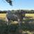 Charolais bulls 12 thumbnail