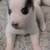 Husky Pomeranian Puppies "Pomski" 2 thumbnail