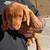 Dachshund puppies [weenie dogs] 2 thumbnail