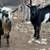 Nigerian Dwarf Goat 3 thumbnail