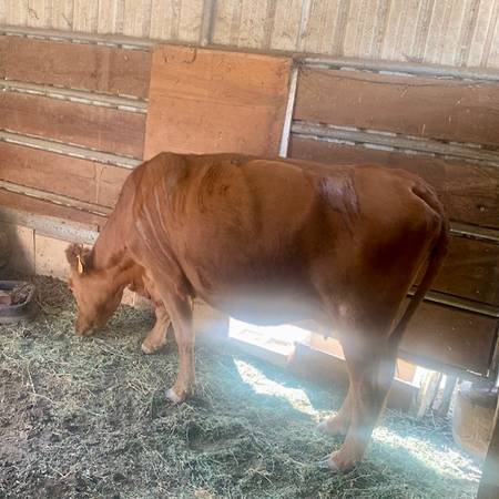 A brown cow appeared on our property (Palermo)63972290107650121