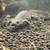 Female Italian Crested Newt 1 thumbnail